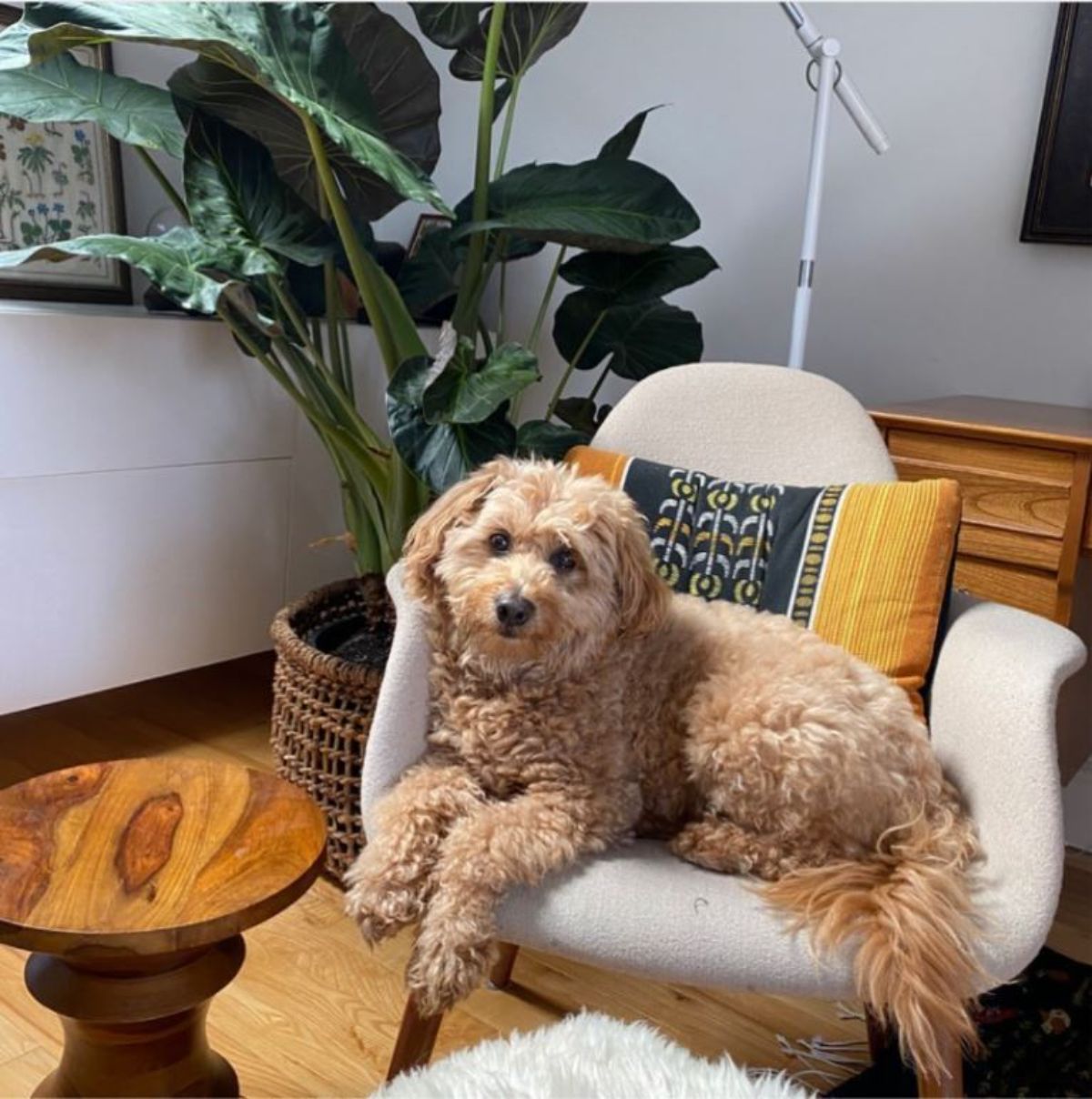 brown golden doodle laying in a white chair with a yellow and black cushion