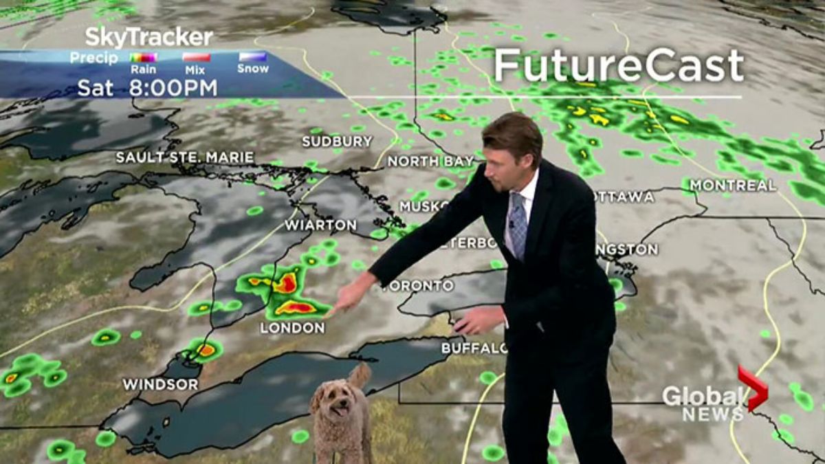 brown golden doodle next to a man in a black suit with a weather map on a screen behind them