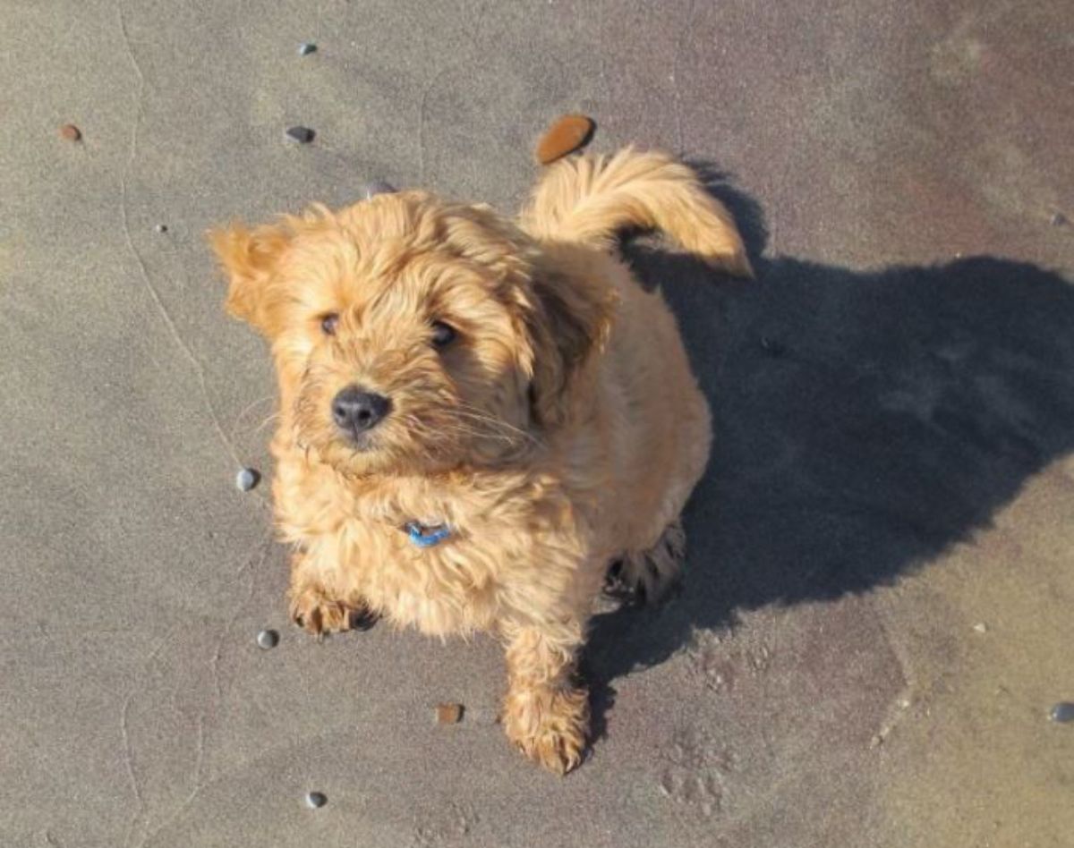 brown golden doodle puppy sitting on the beach
