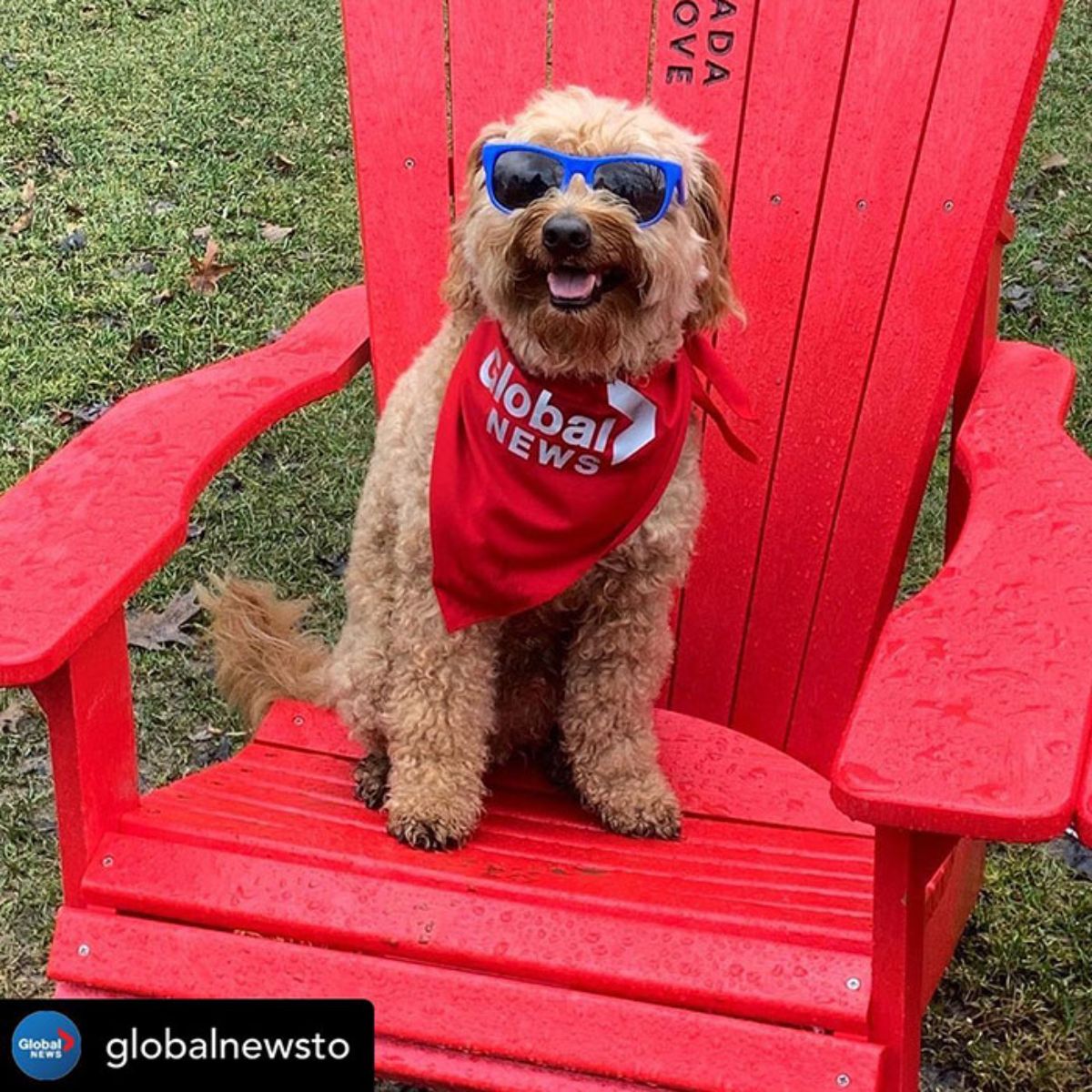 brown golden doodle sitting on a red chair wearing a red bandana and blue sunglasses