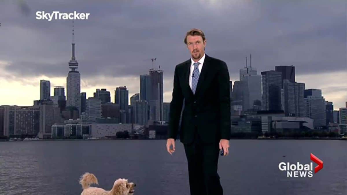 brown golden doodle standing at the feet of a man in a black suit with a gloomy city backdrop