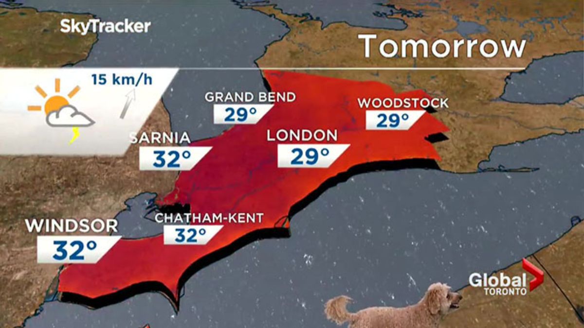 brown golden doodle standing in front of a screen showing the next day's weather in the UK