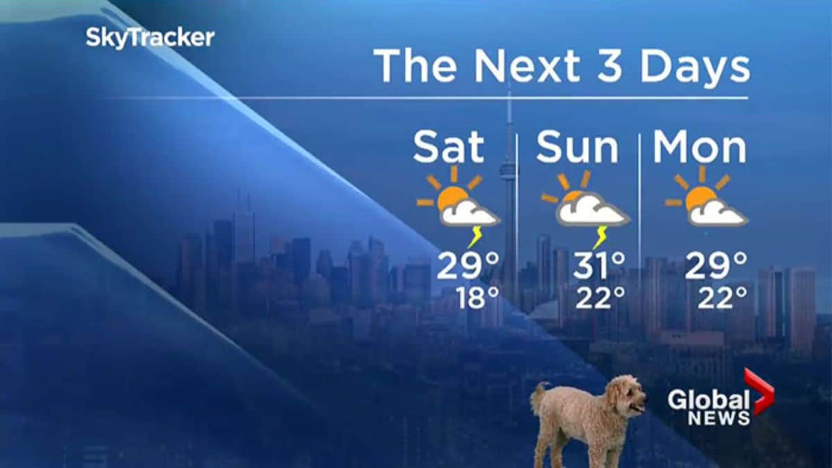 brown golden doodle standing in front of a screen with a 3-day weather forecast