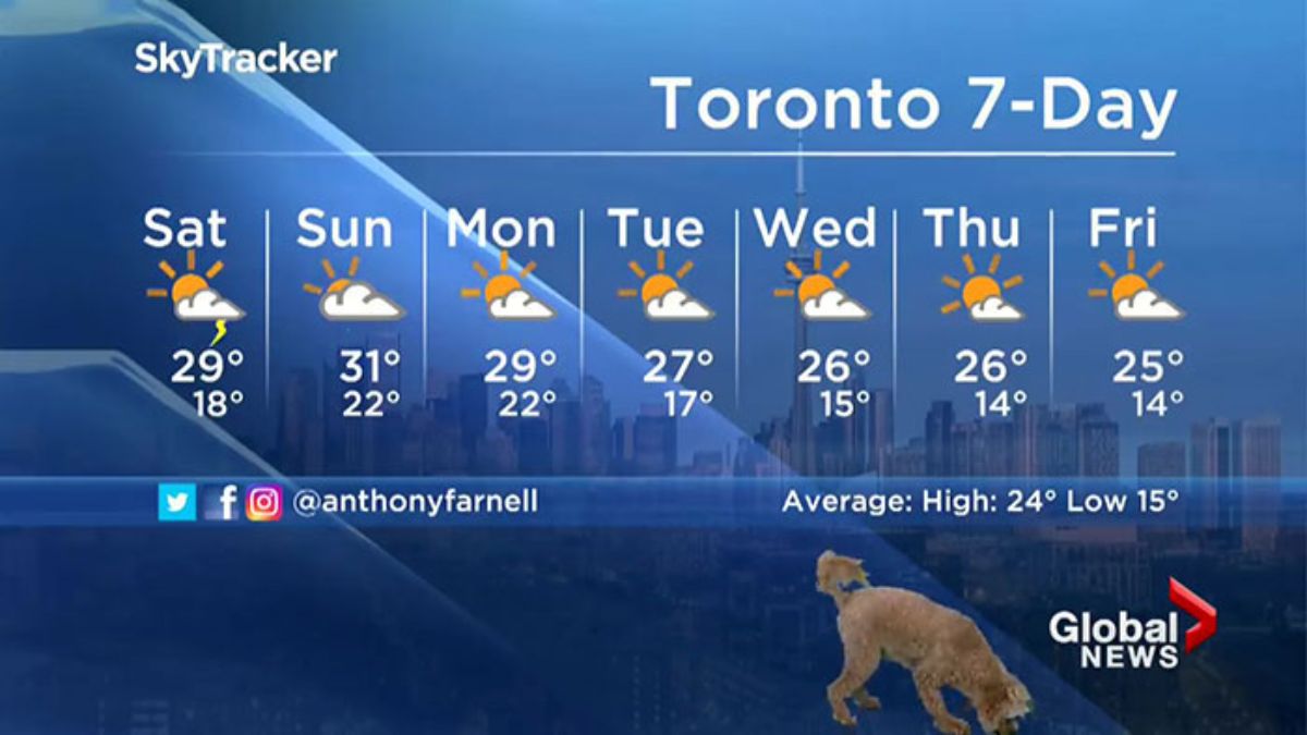 brown golden doodle standing in front of a screen with a 7-day weather forecast