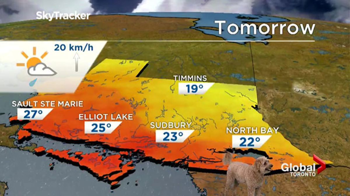 brown golden doodle standing in front of a screen with a weather map