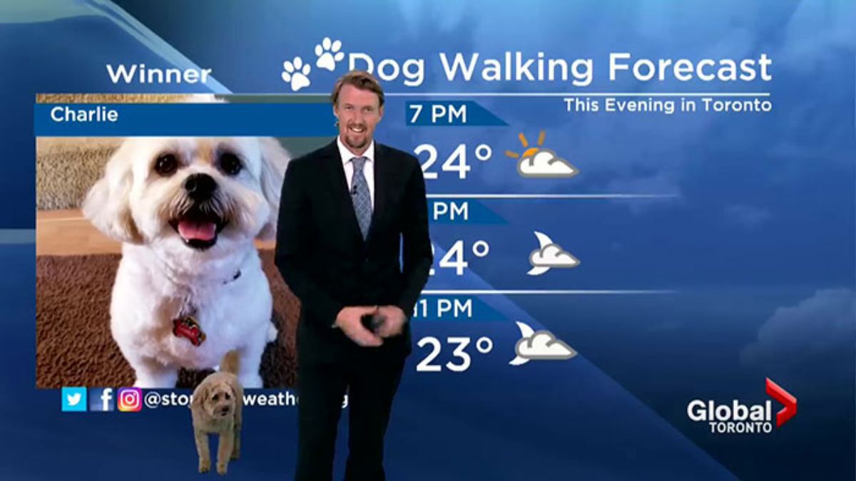 brown golden doodle standing next to a man in a black suit in front of a screen with a weather forecast and a photo of a small white dog called Charlie
