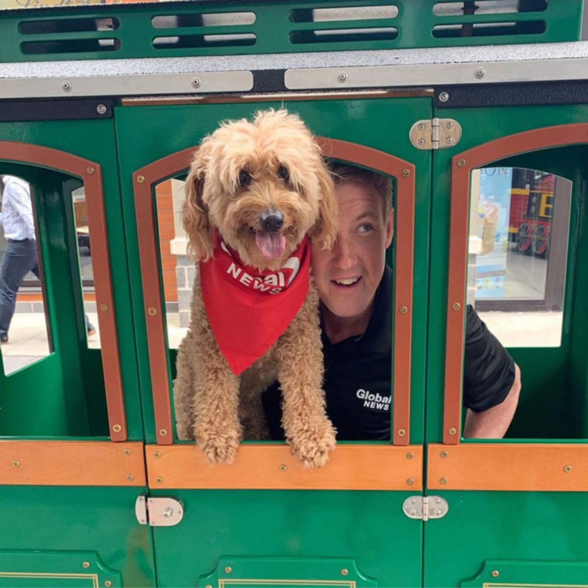brown golden doodle wearing a red bandana in front of a man inside a green and orange trailer