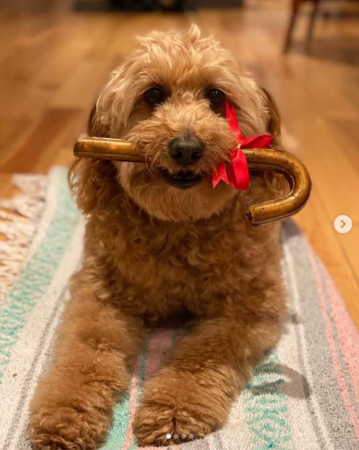 brown golden doodle with a gold candy cane with a red ribbon in it in the mouth laying on a colourful mat