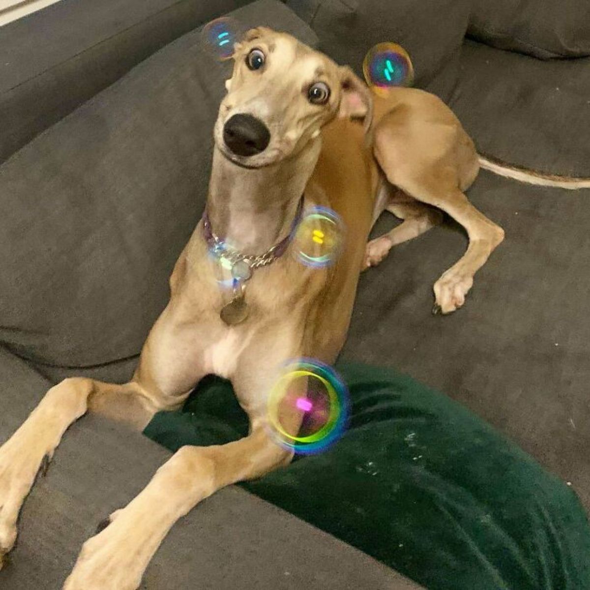 brown greyhound dog laying on a brown sofa surrounded by soap bubbles