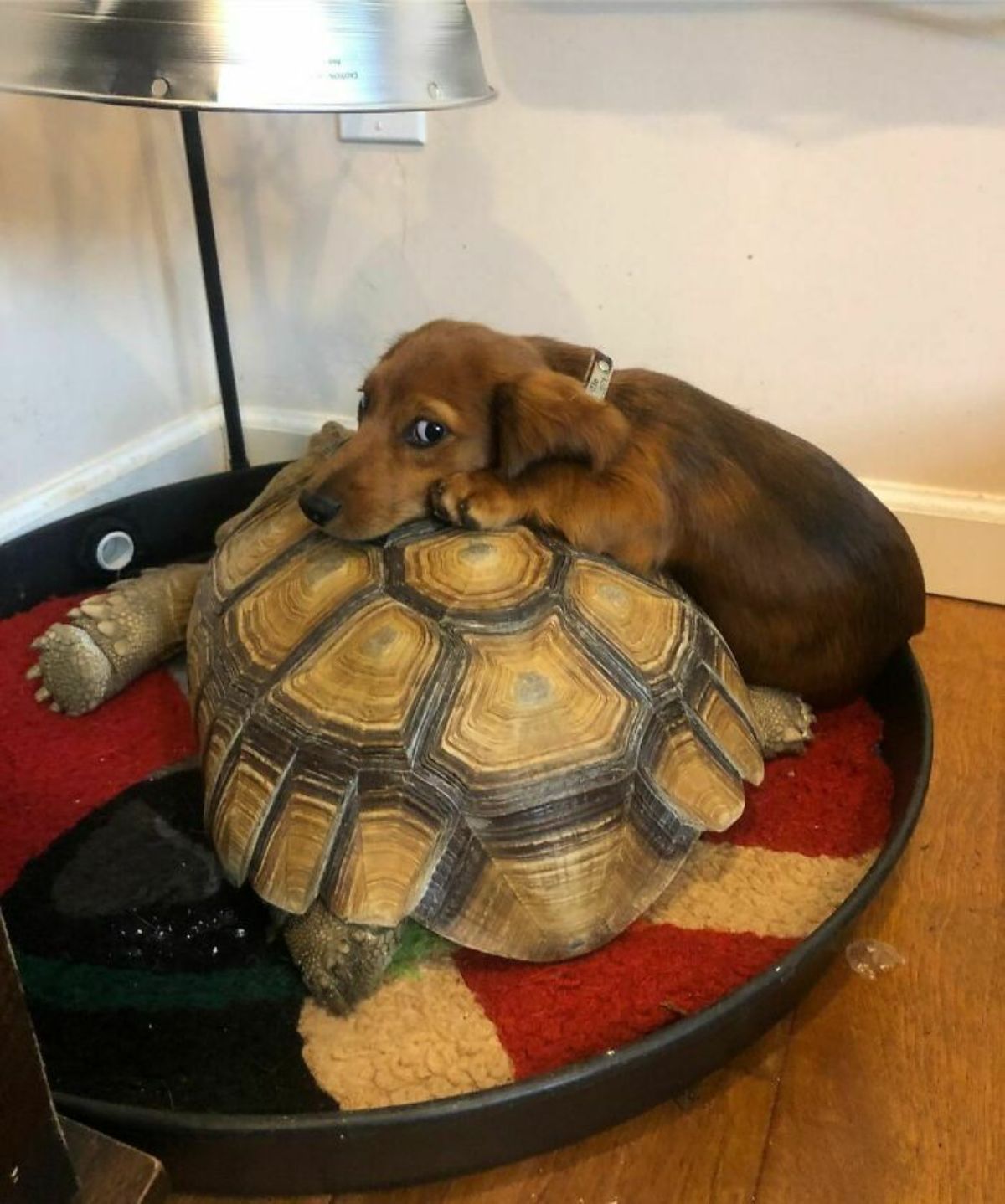 brown puppy laying its head and front paws on the shell of a tortoise with both laying in a black and red bed under a silver heat lamp