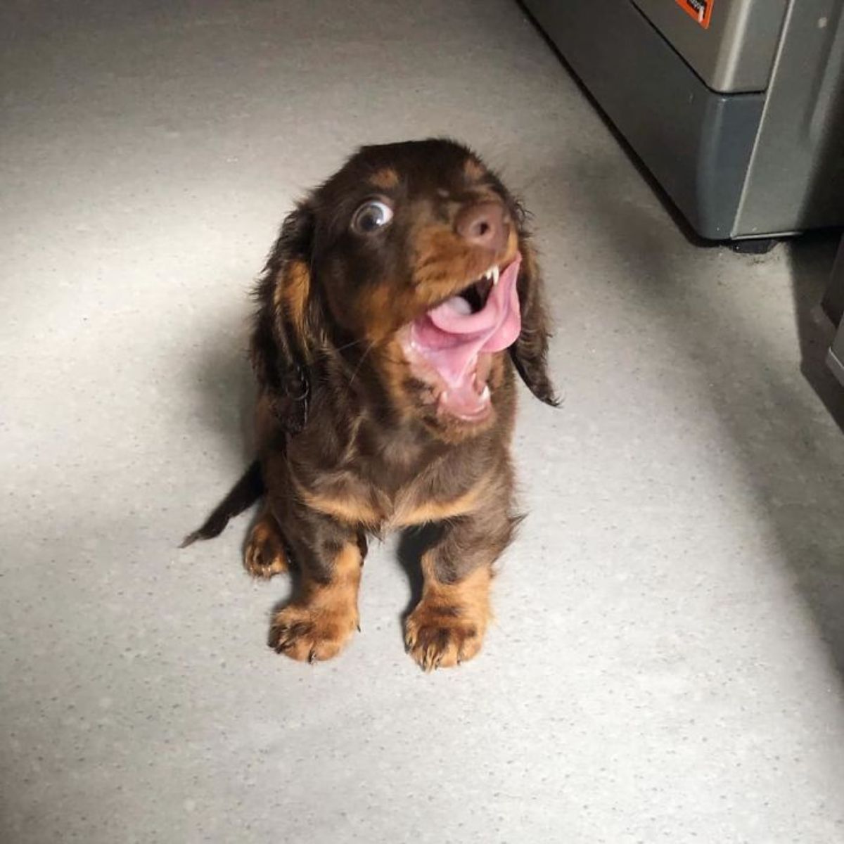 brown puppy with the mouth open and tongue sticking up