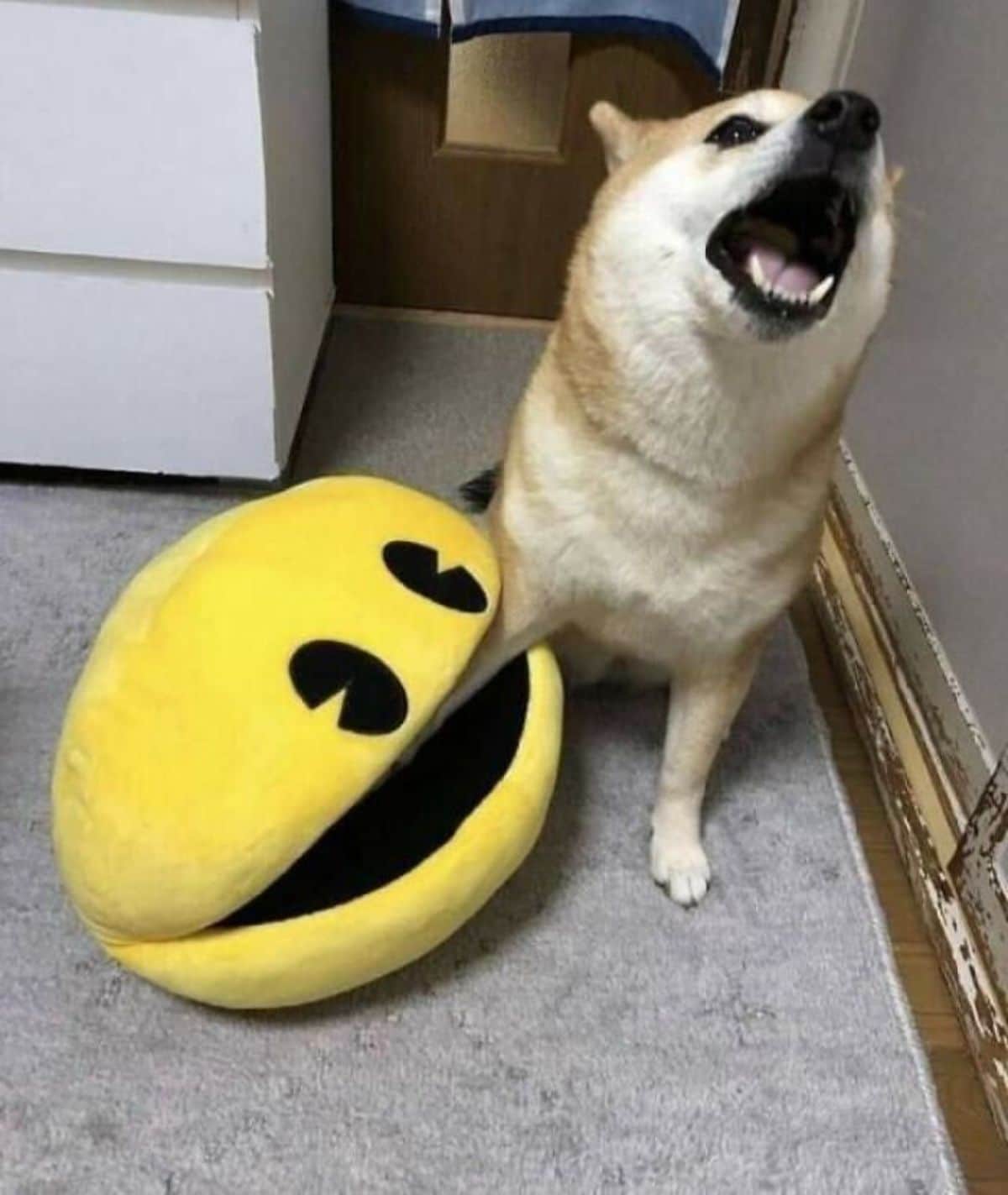 brown shiba inu with one leg inside a yellow stuffed toy's mouth and the dog is screaming