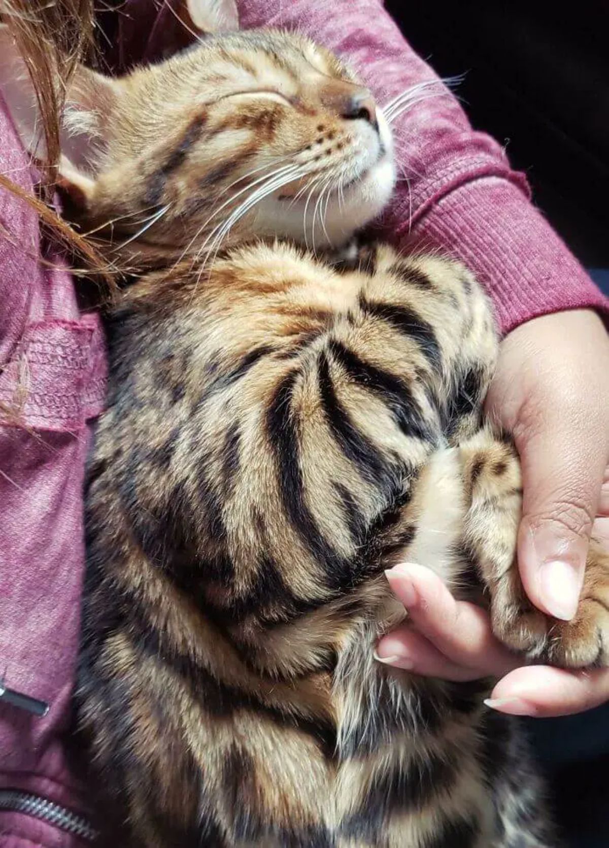 brown tabby cat cuddling and sleeping in someone's arms