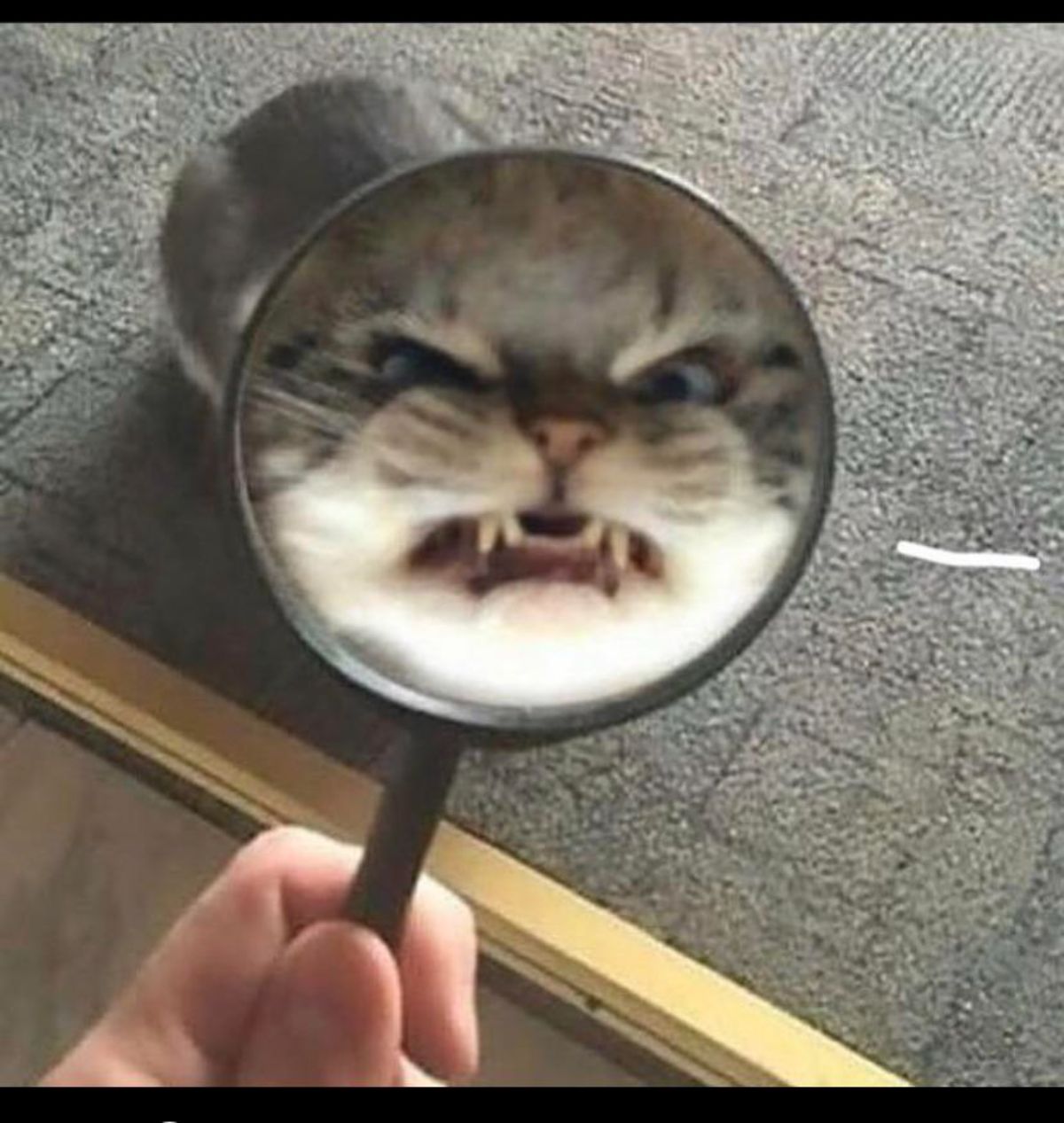 brown tabby cat seen through a magnifying glass