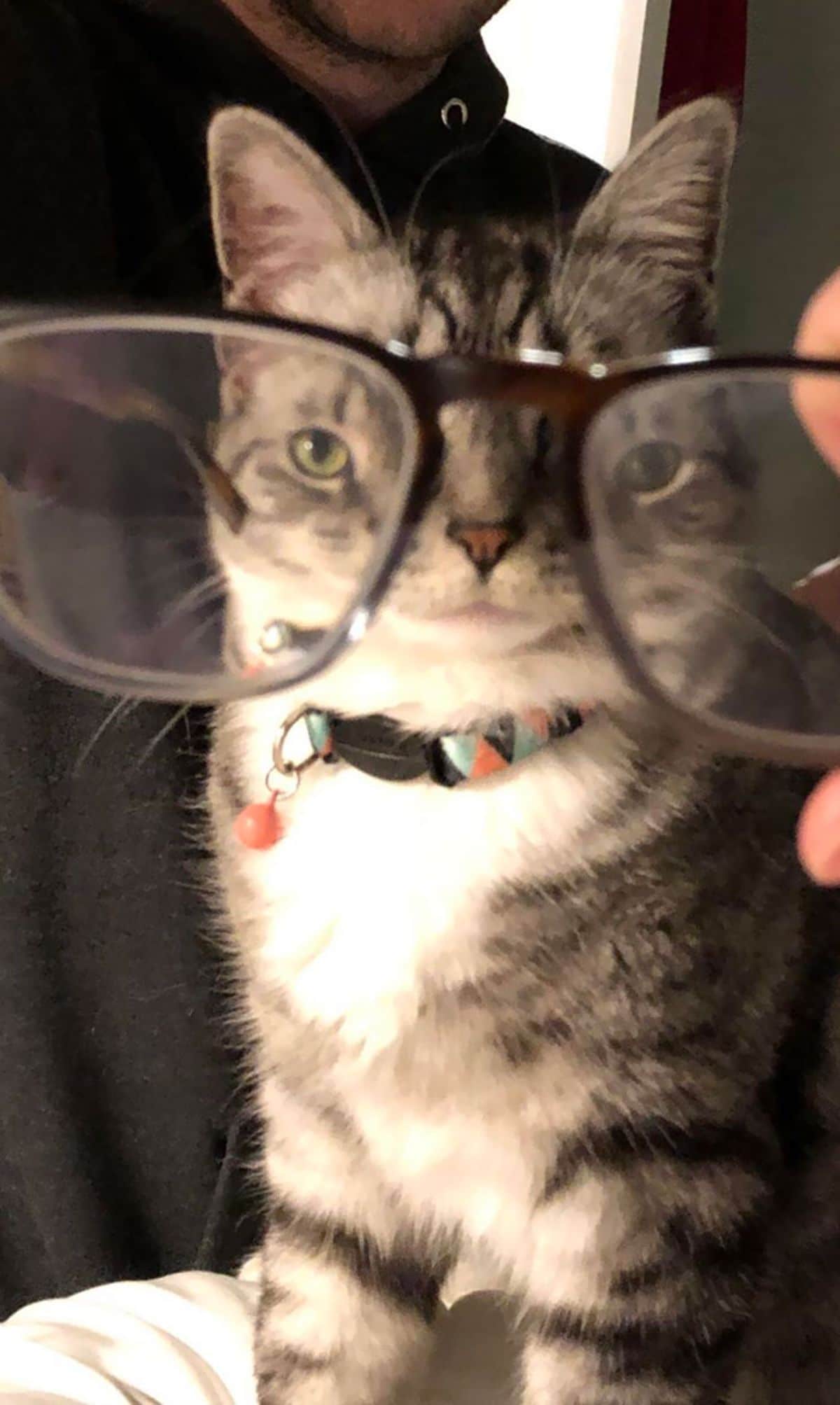 brown tabby cat seen through black framed spectacles