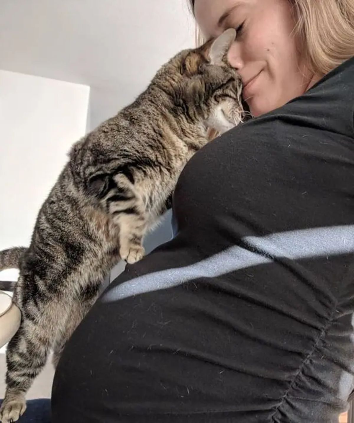 brown tabby cat standing on hind legs and nuzzling with a pregnant person