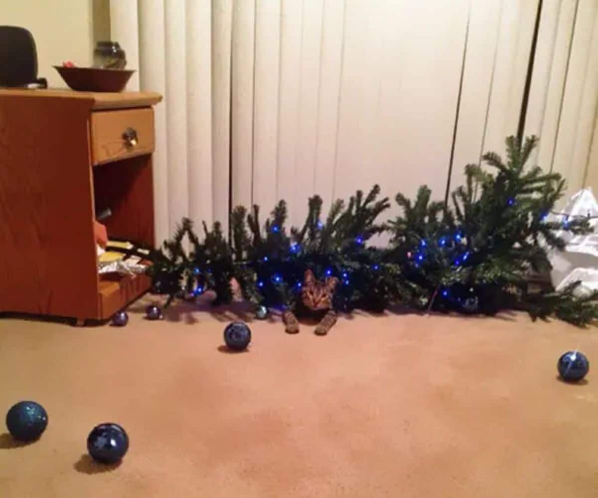 brown tabby cat under a fallen christmas tree