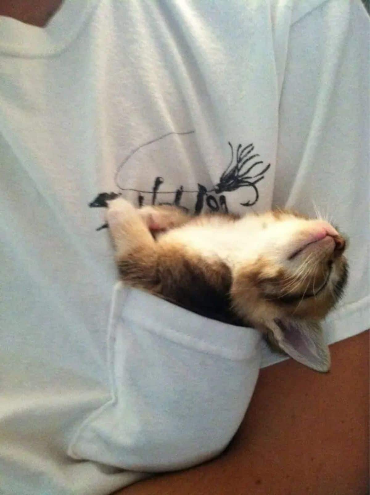 brown tabby kitten inside someone's pocket of a white shirt with the kitten's head falling back in sleep