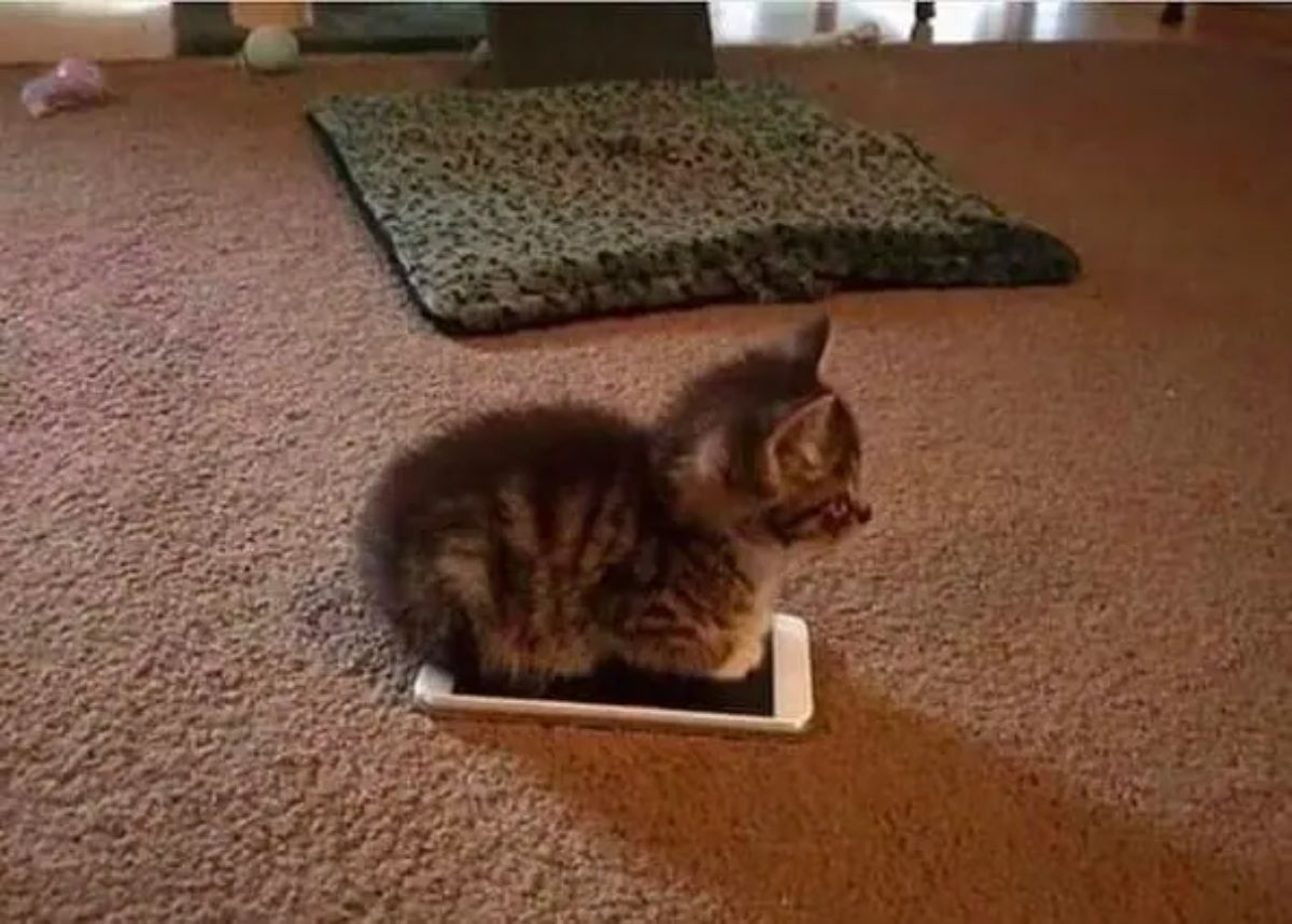 brown tabby kitten sitting like a loaf on a white iphone on a brown carpet