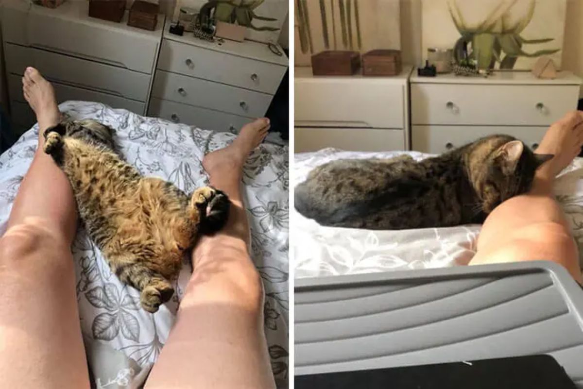 brown tabby laying against someone's feet on a white bed