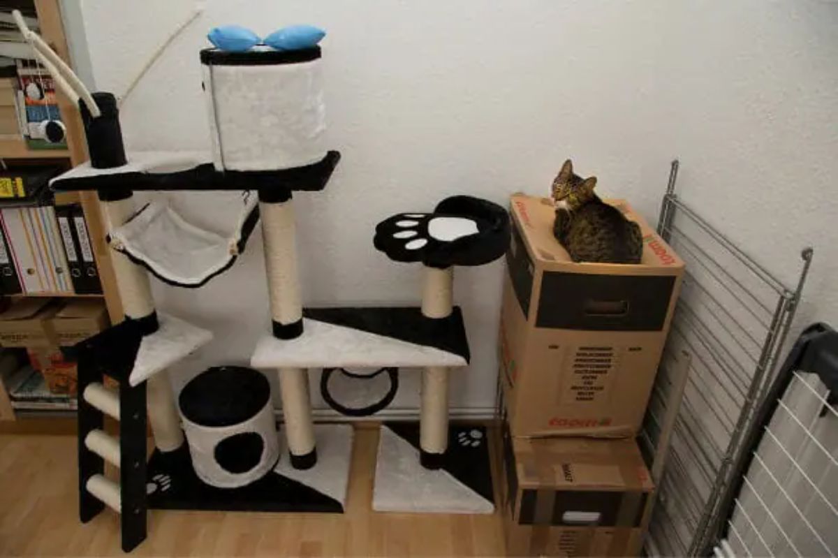 brown tabby sitting on a pile of cardboard boxes next to a large black and white cat tree