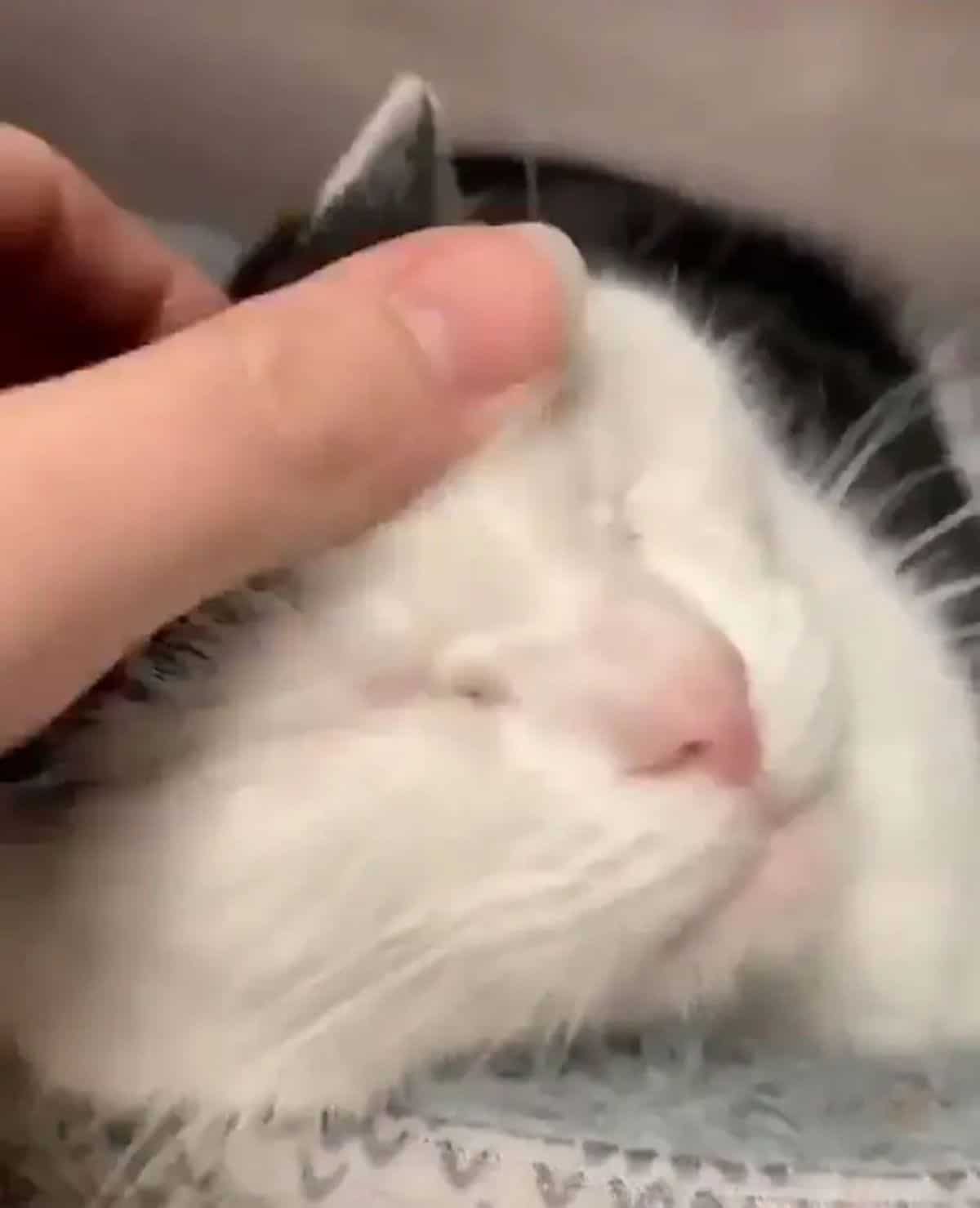 close up for black and white cat getting petted on the head