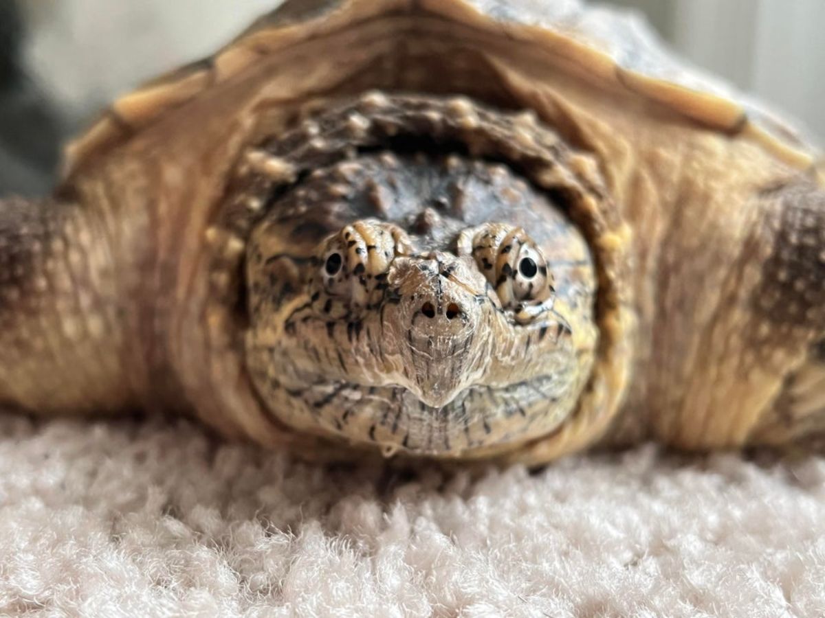 close up of a turtle's face