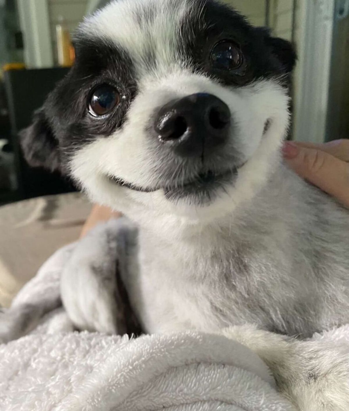 close up of black and white dog who looks like he's smiling on a bed