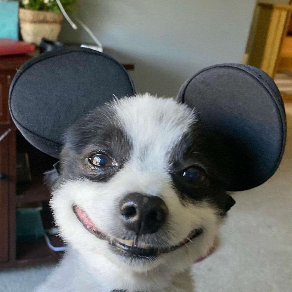 close up of black and white dog who looks like he's smiling wearing black mouse ears