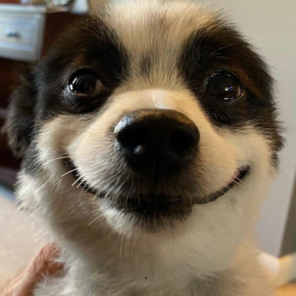 close up of black and white dog who looks like he's smiling