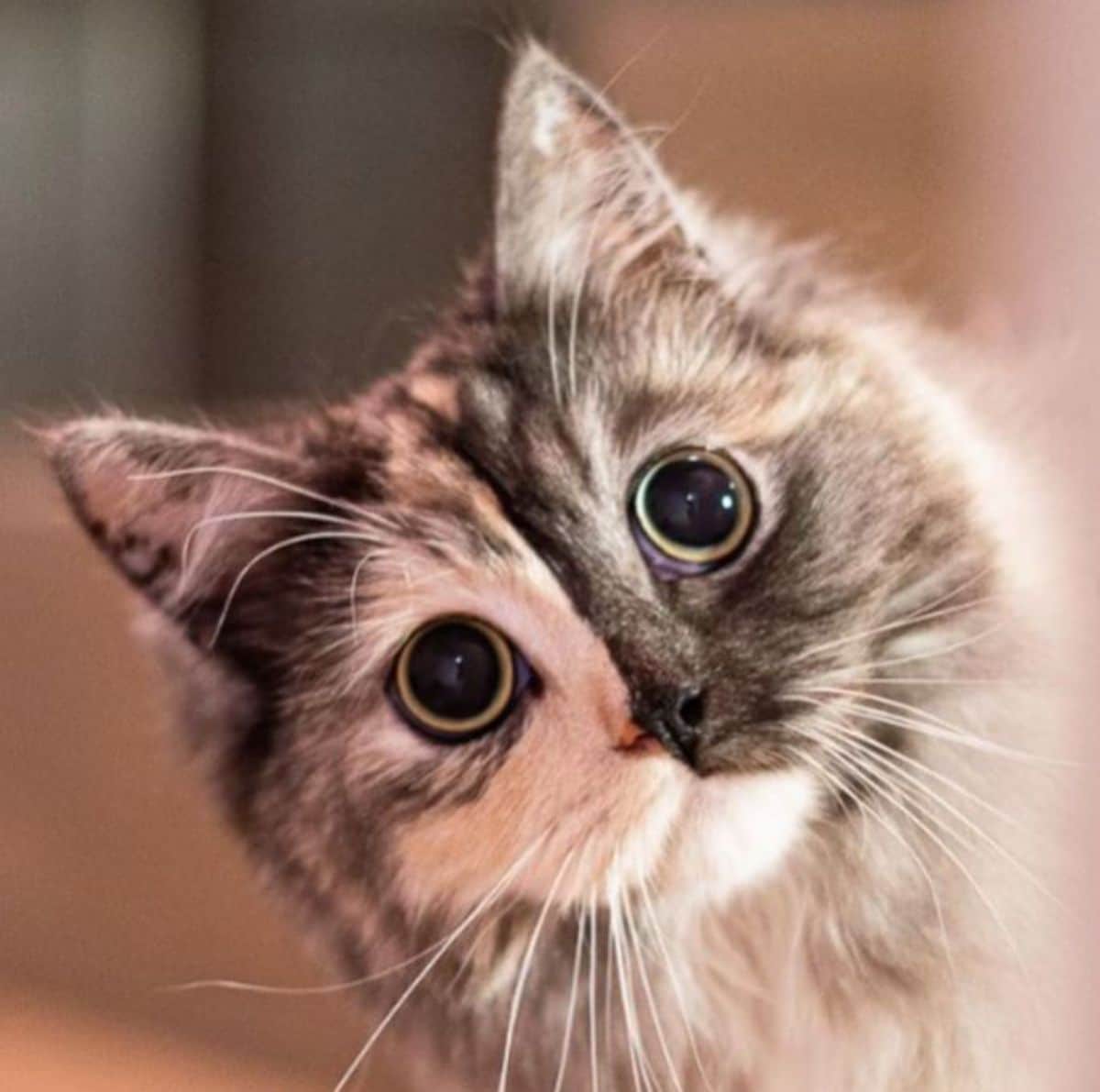 close up of fluffy cat with right side of face being grey and left side being black