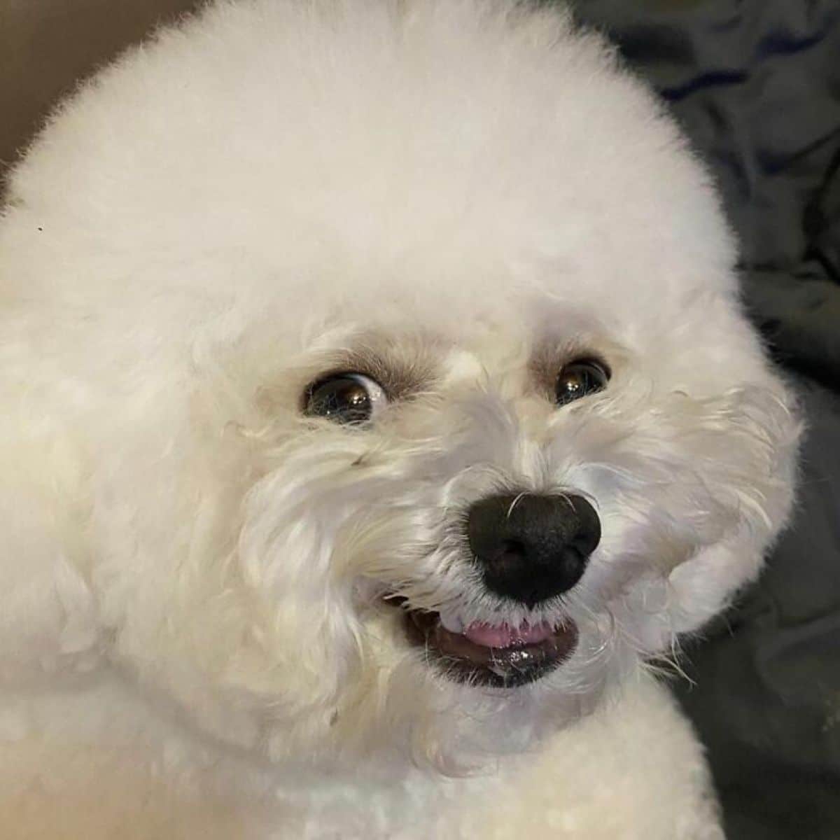 close up of small fluffy white dog smiling