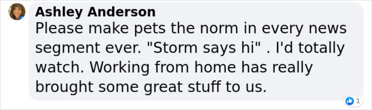 comment from ashley anderson saying having pets should be the norm in every newscast