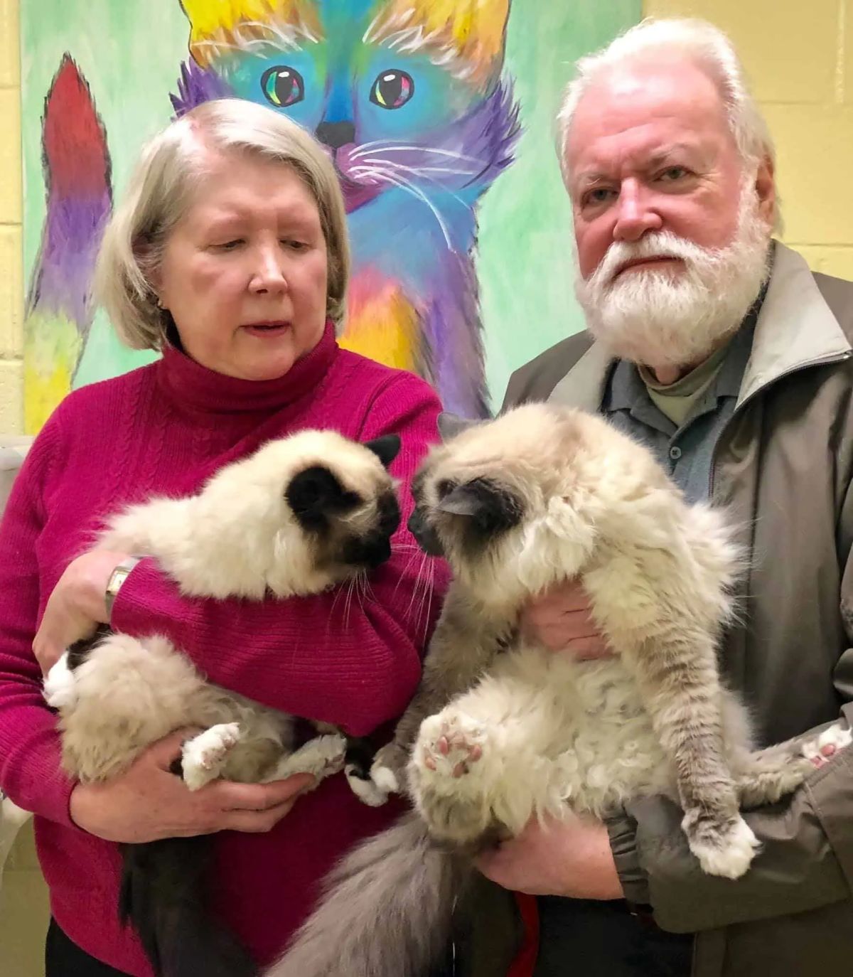 elderly woman and man holding a light brown and black fluffy berman cat each in their arms with the cats facing each other
