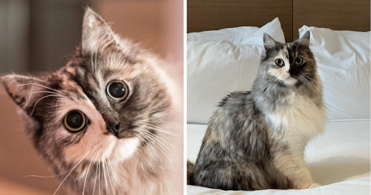 Geri The Two-Faced Chimera Cat Is Taking The Internet By Storm - Dog ...