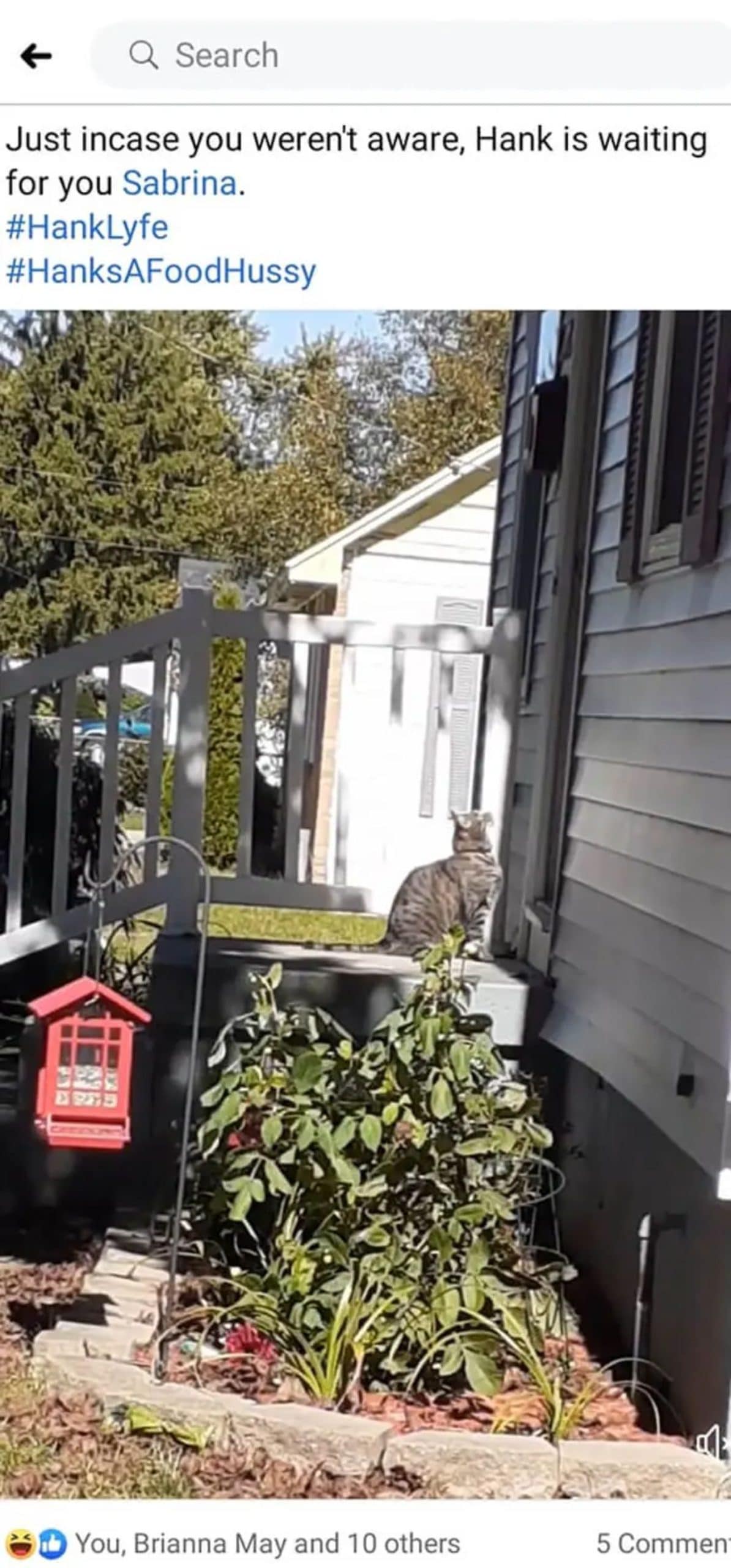 facebook post showing a photo with a grey tabby cat sitting on a porch looking up at the door and the caption says that the cat named Hank is waiting for the owner