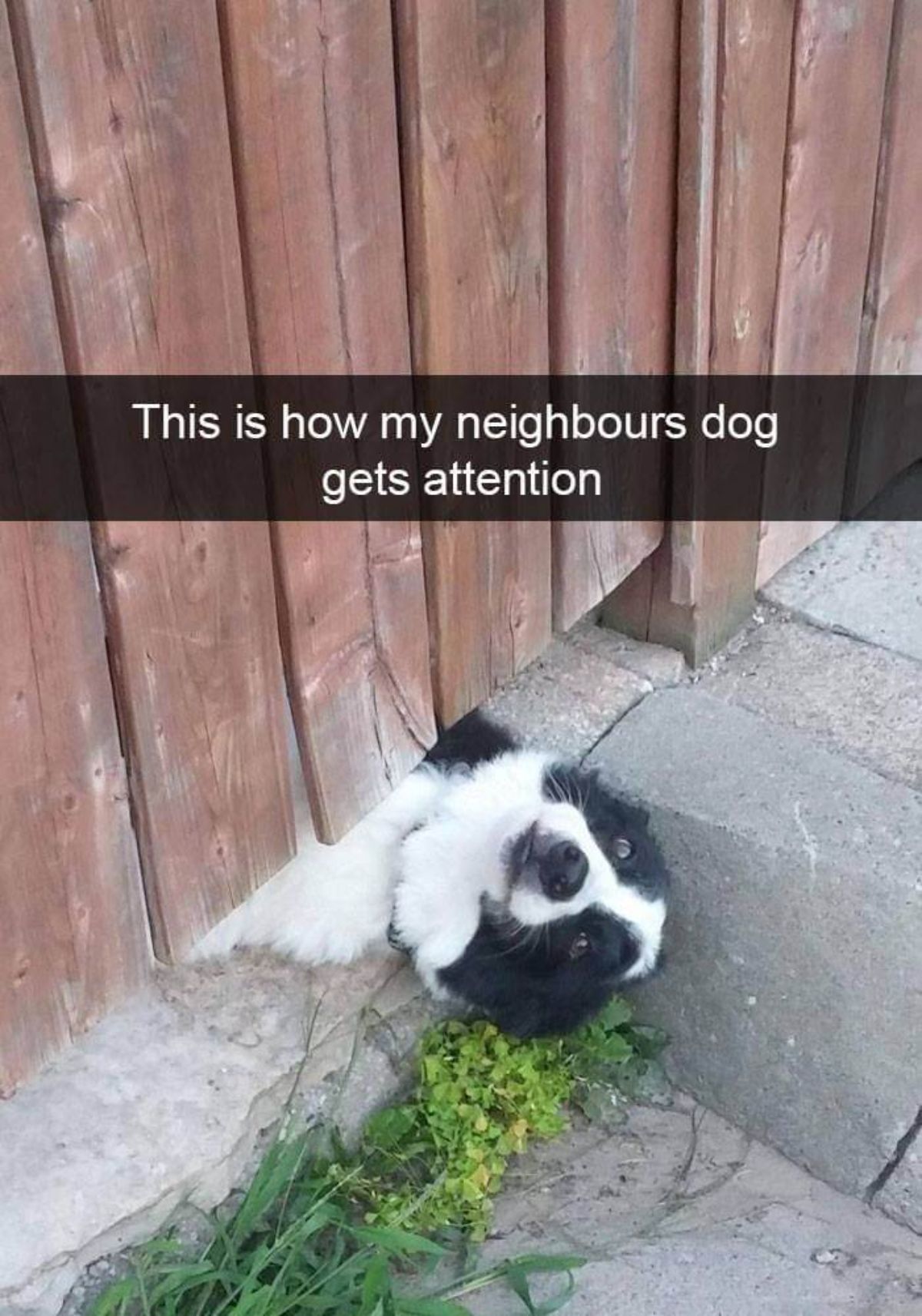 fluffy black and white dog laying upside down from under a brown wooden fence with a caption saying this is how my neighbours dog gets attention
