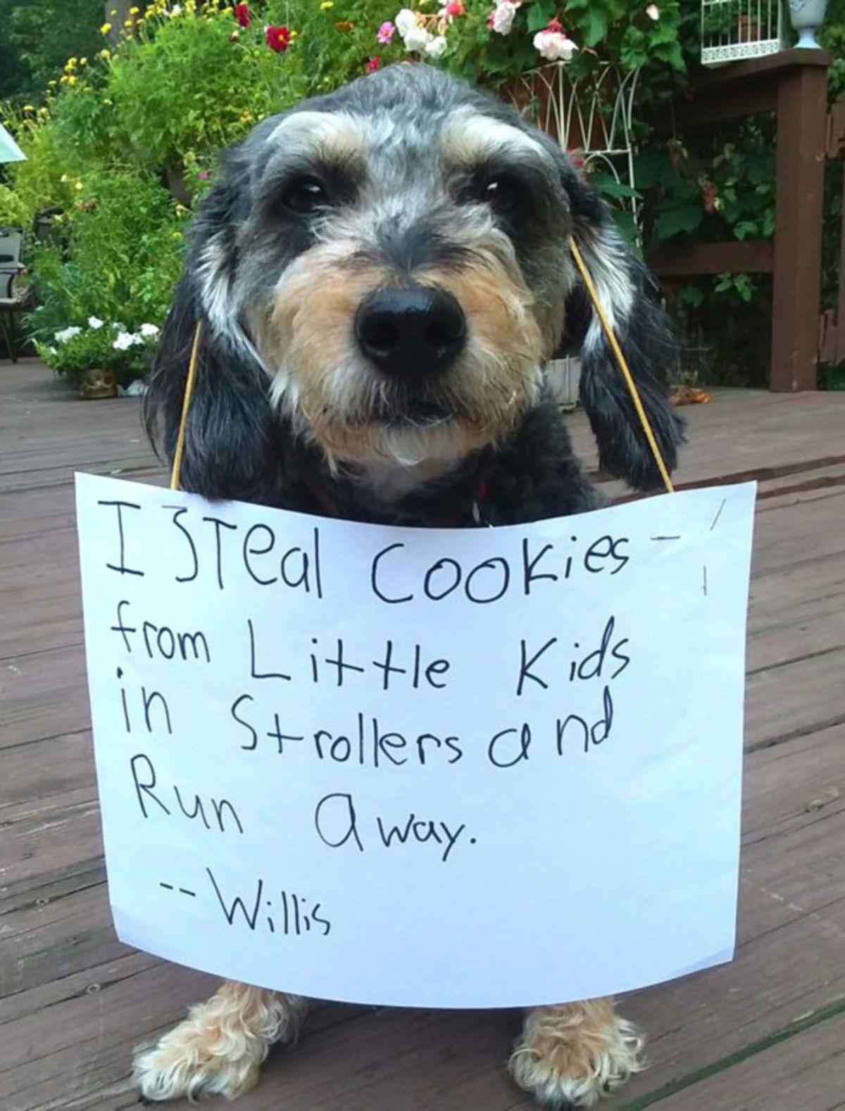fluffy black brown and white dog sitting on wooden patio with a note saying "I steal cookies from little kids in strollers and run away - Willis"