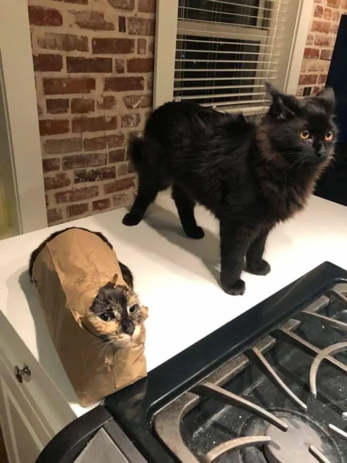 fluffy black cat standing on a white counter next to a black brown and white cat inside a torn brown paper bag with the face sticking out