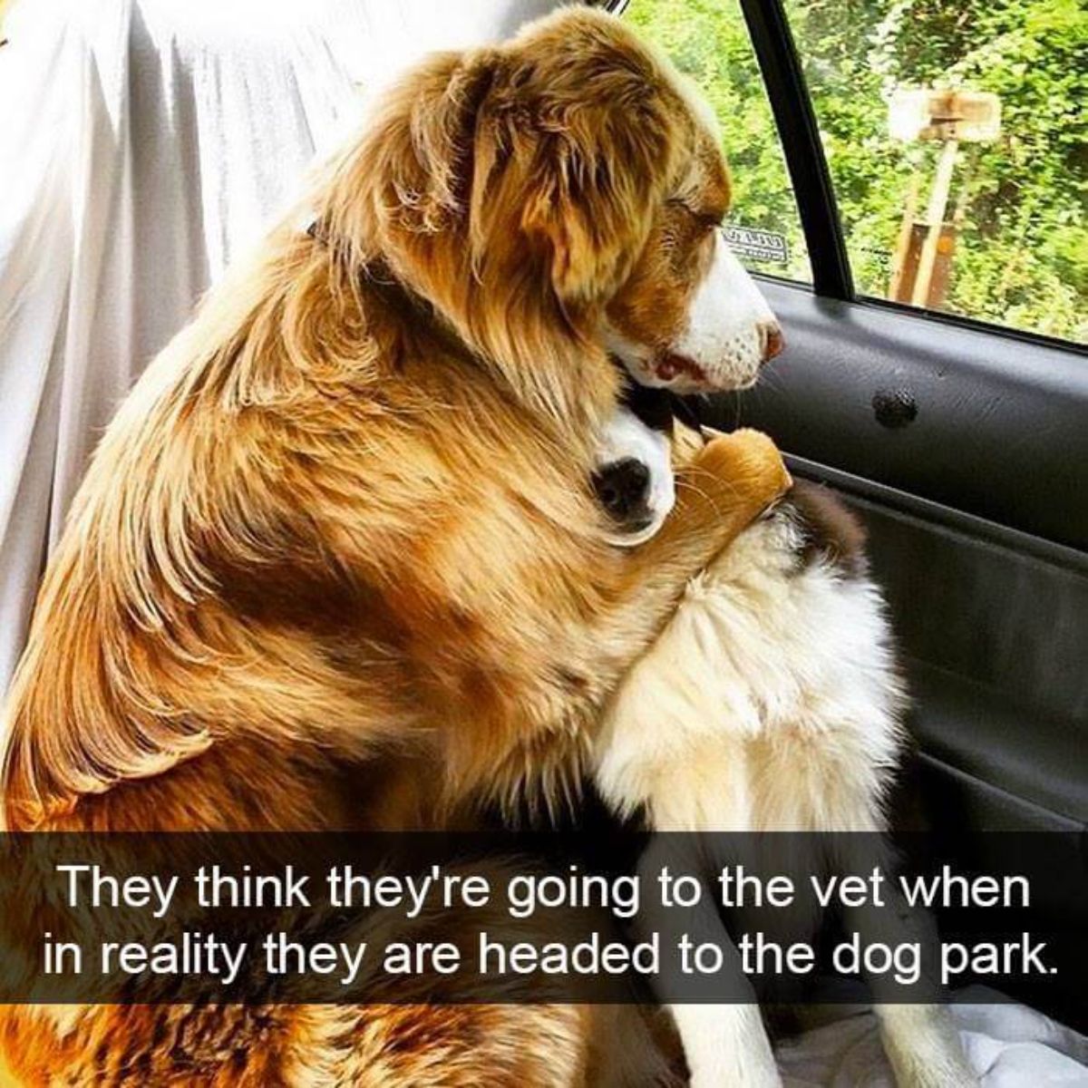 fluffy brown and white dog hugging a fluffy black and white dog in the back seat of a vehicle with a caption saying they think they're going to the vet when in reality they're headed to the dog park