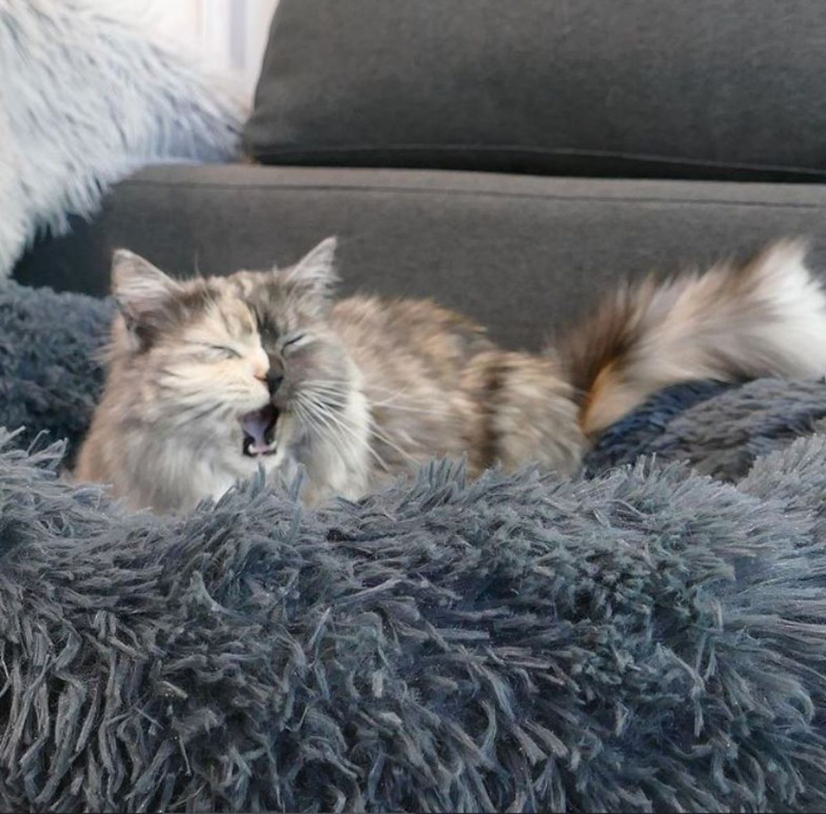 fluffy cat with right side of face being grey and left side being black laying on a dark blue cat bed