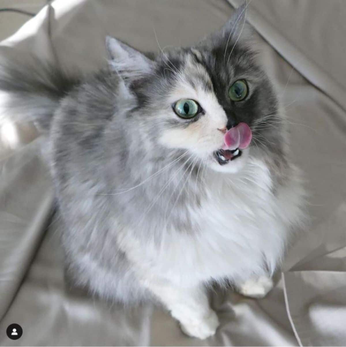 fluffy cat with right side of face being grey and left side being black sitting on a white bed