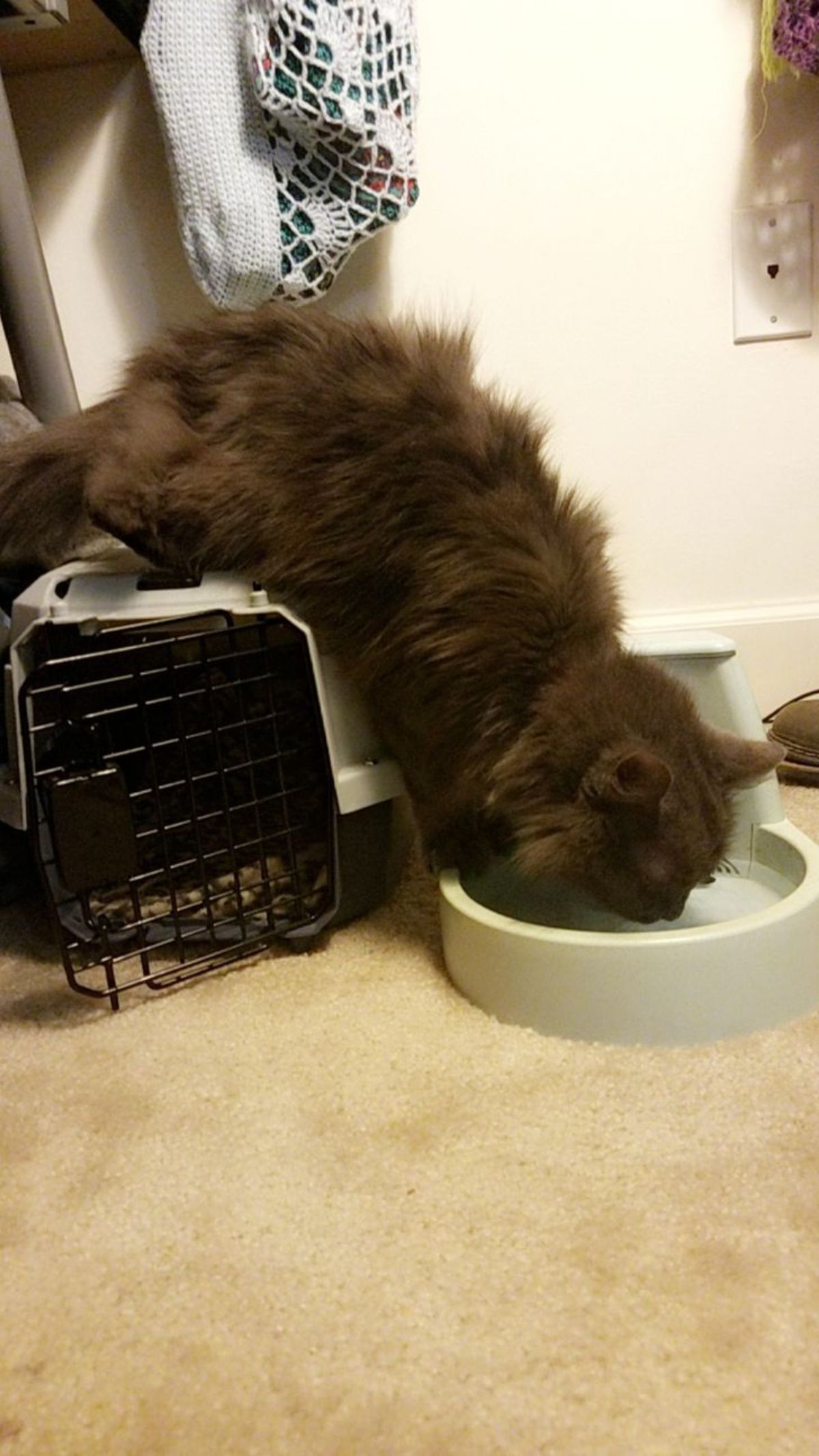 fluffy dark brown cat drinking water out of a bowl on the floor with the back legs on the top of a carrier