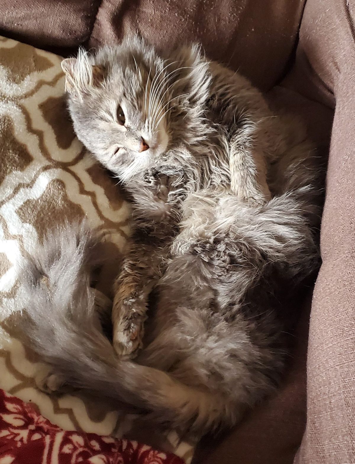 fluffy grey cat laying belly up on a brown and white patterned sofa