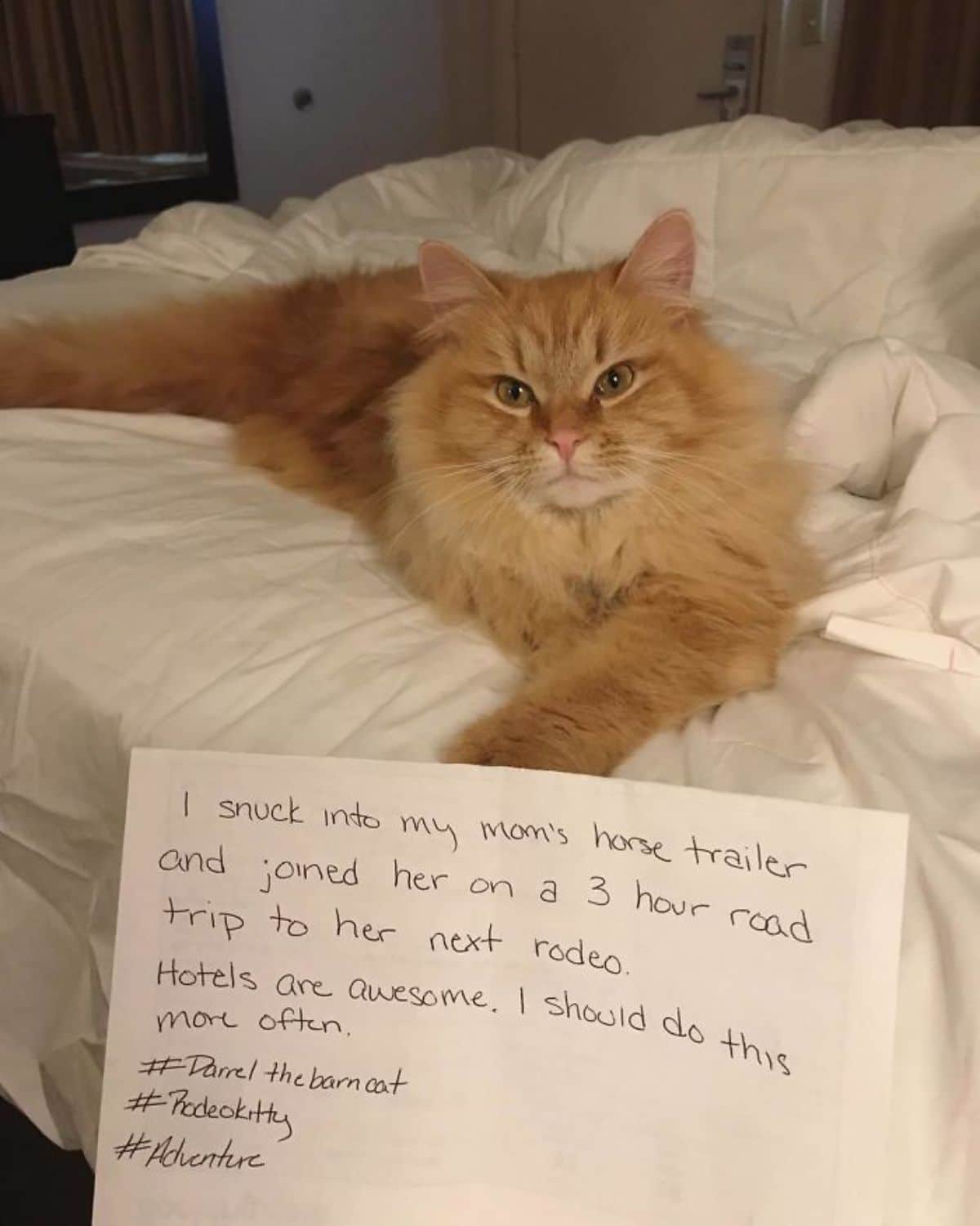 fluffy orange cat laying on a white bed with a note saying he snuck into mum's trailer and got to stay at a hotel