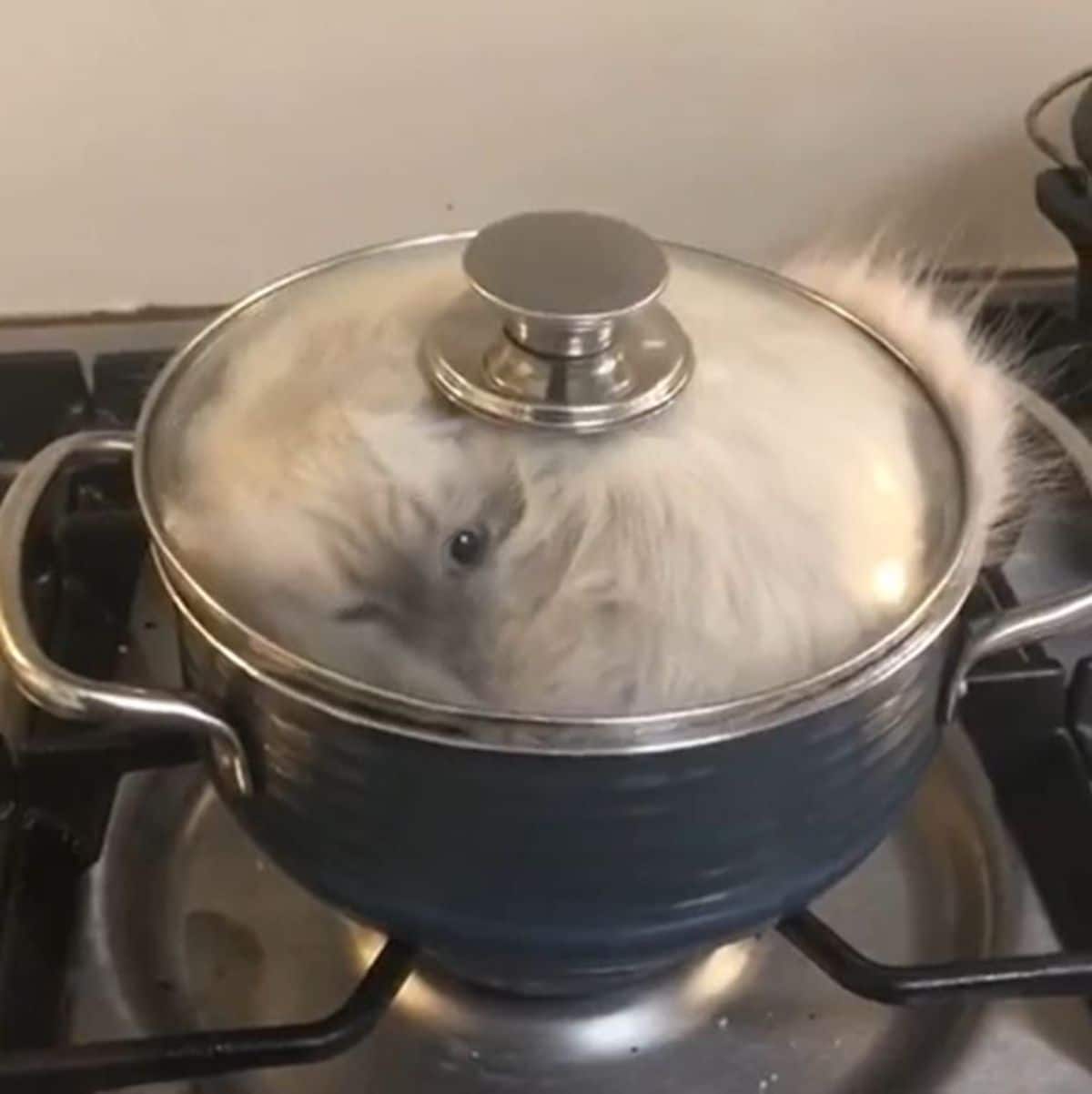 fluffy white cat inside a pot with the glass lid on