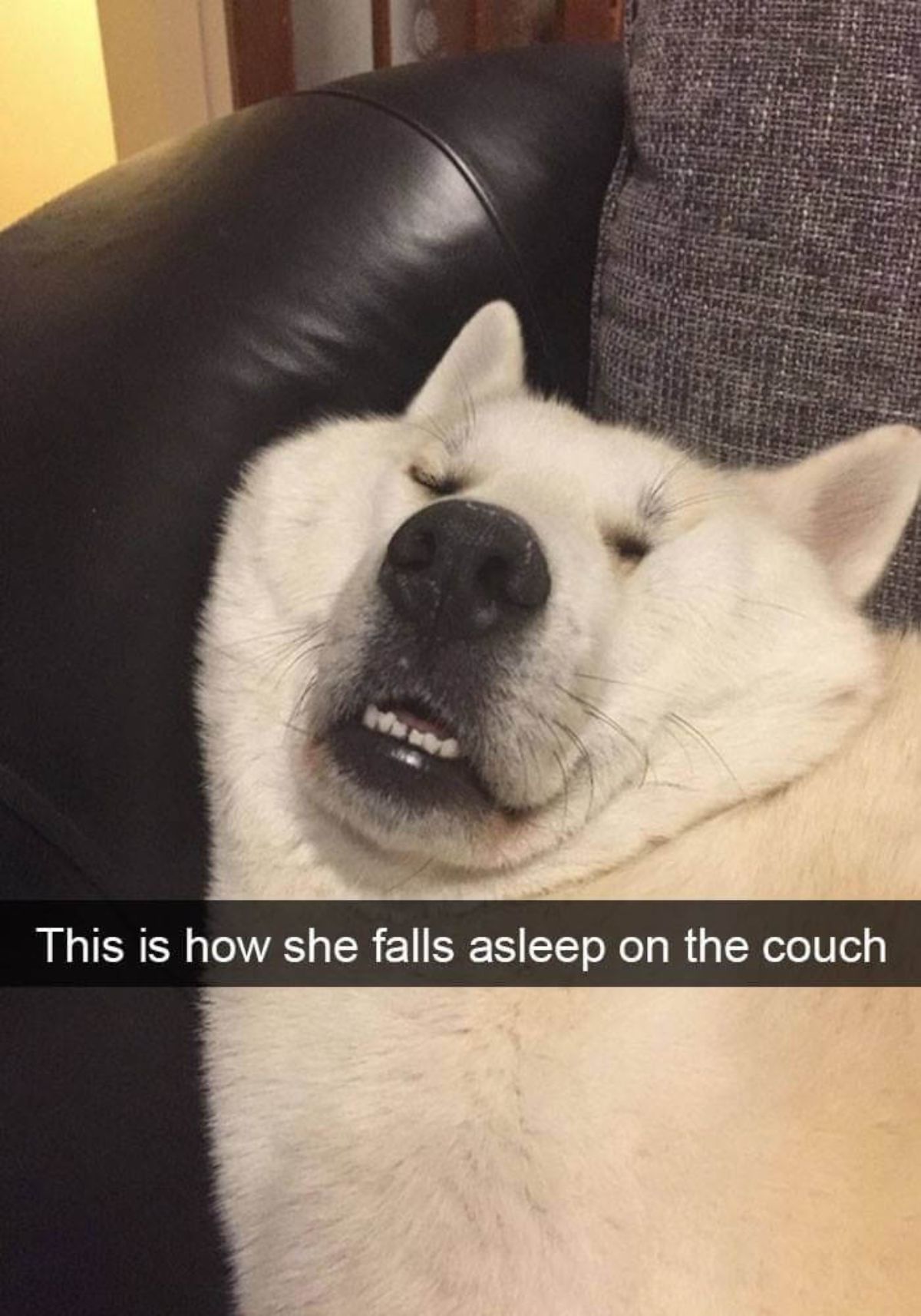 fluffy white dog sleeping on a black couch with the face smushed against the corner and the mouth slightly open with a caption saying this is how she falls asleep on the couch