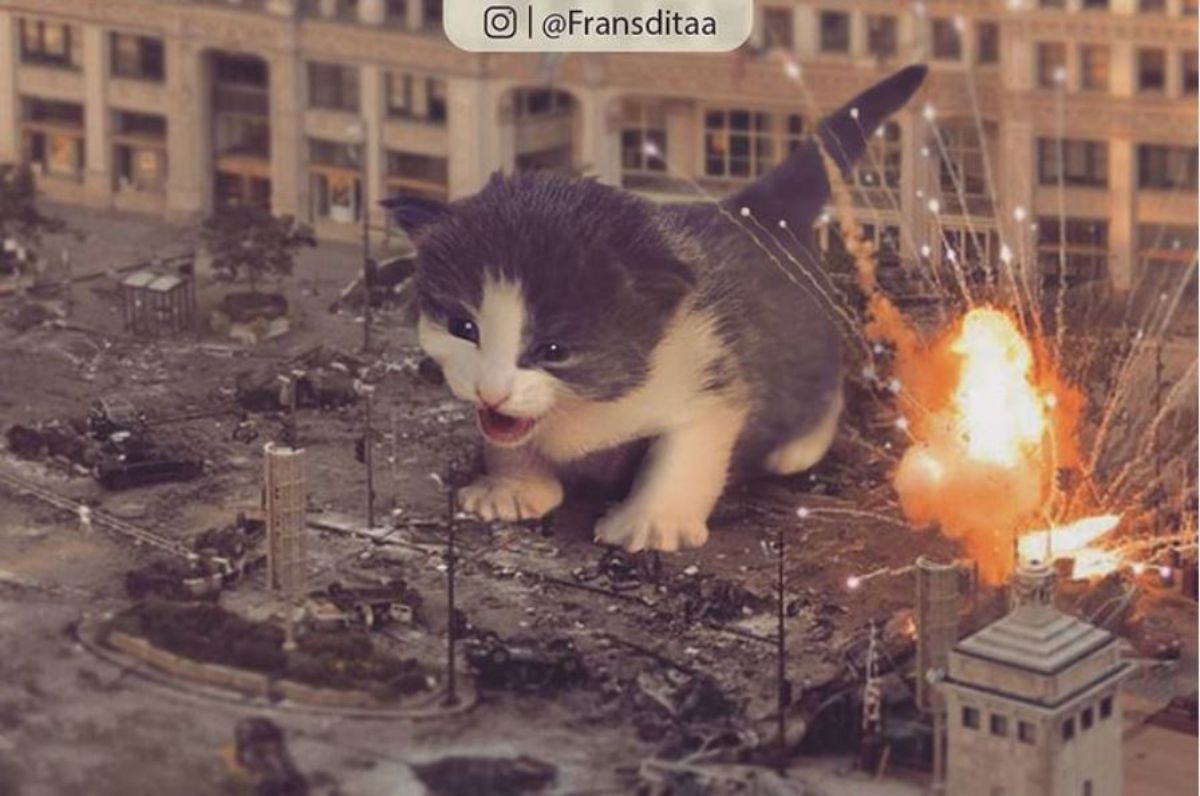 giant photoshopped black and white kitten standing in the middle of a warzone with an explosion happening on its left