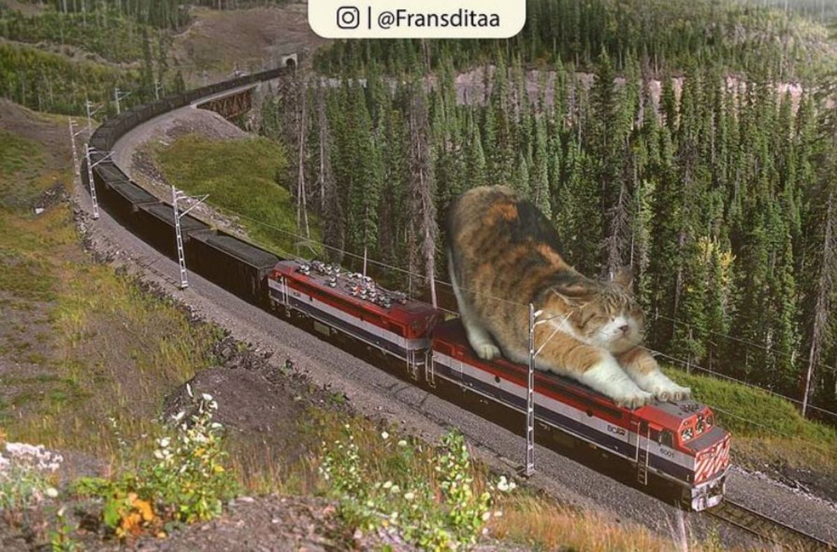 giant photoshopped black white and orange cat stretching on a red black and white train on tracks in the countryside