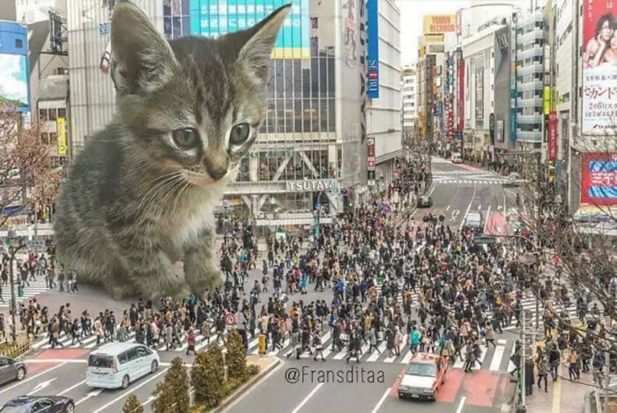 giant photoshopped brown tabby kitten sitting on a road next to a building surrounded by people